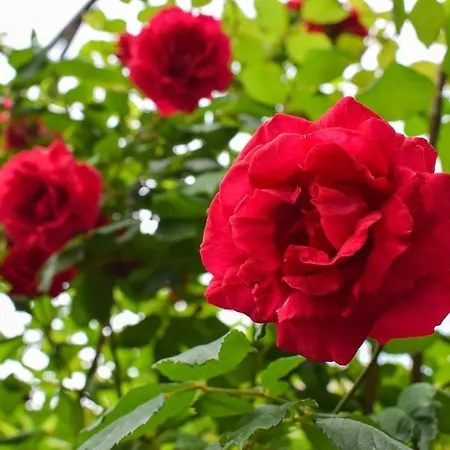 דירה студио 