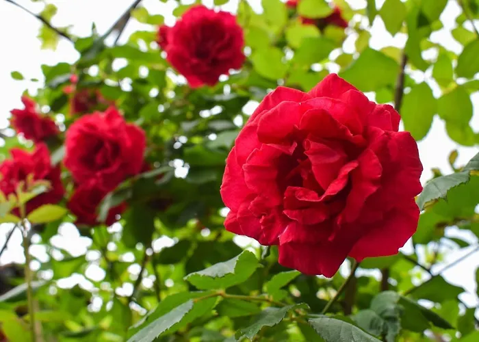 Apartment студио 